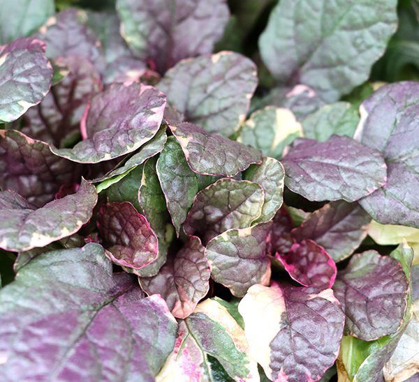 Burgandy Glow Ajuga