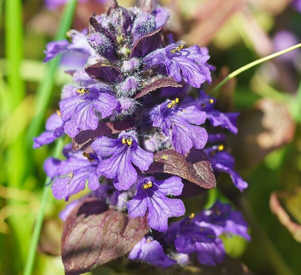 Catlin's Giant Ajuga