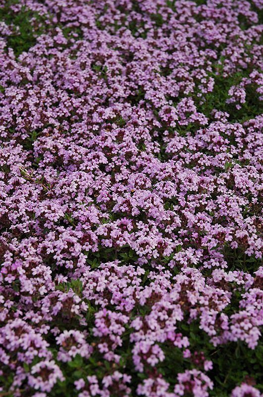 red creeping thyme