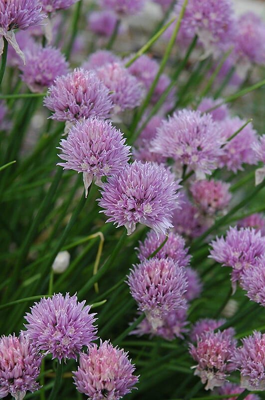 chives