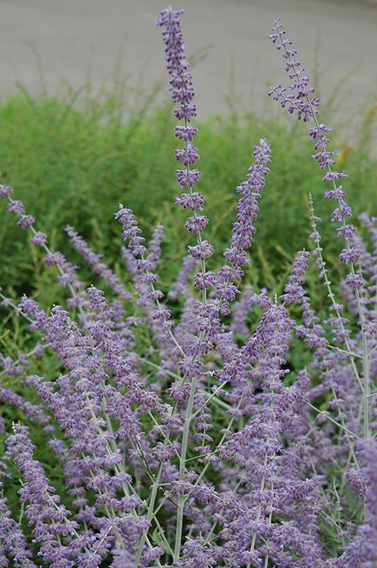 russian sage