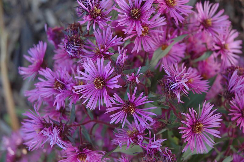 woods pink aster