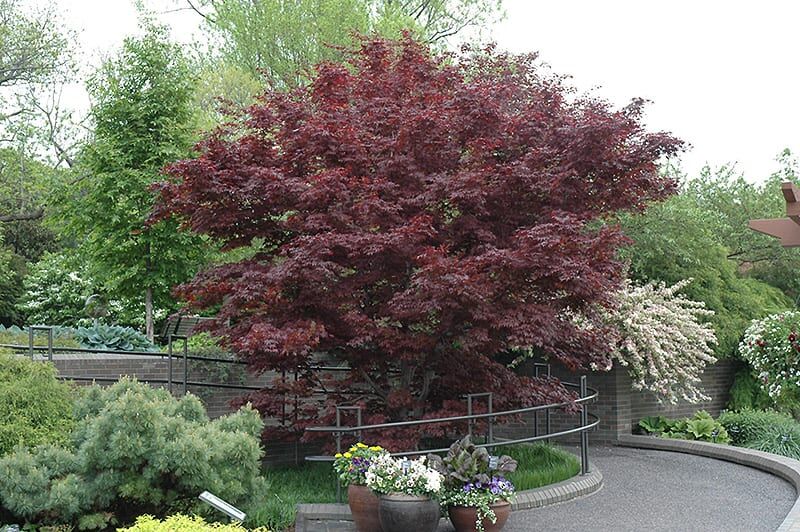 bloodgood Japanese maple