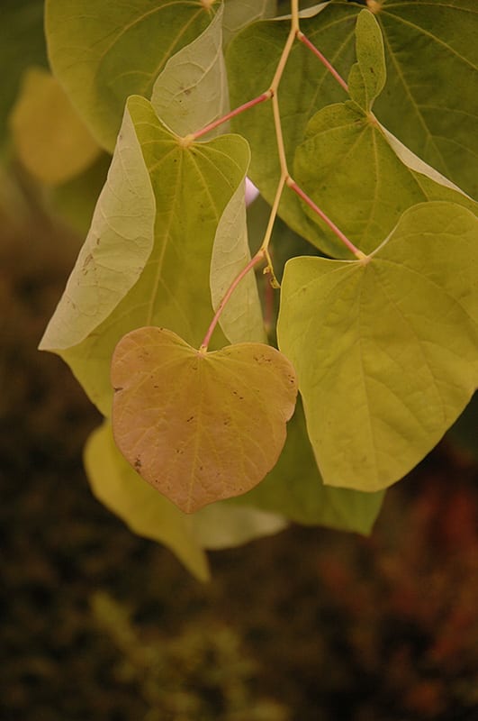 rising sun redbud