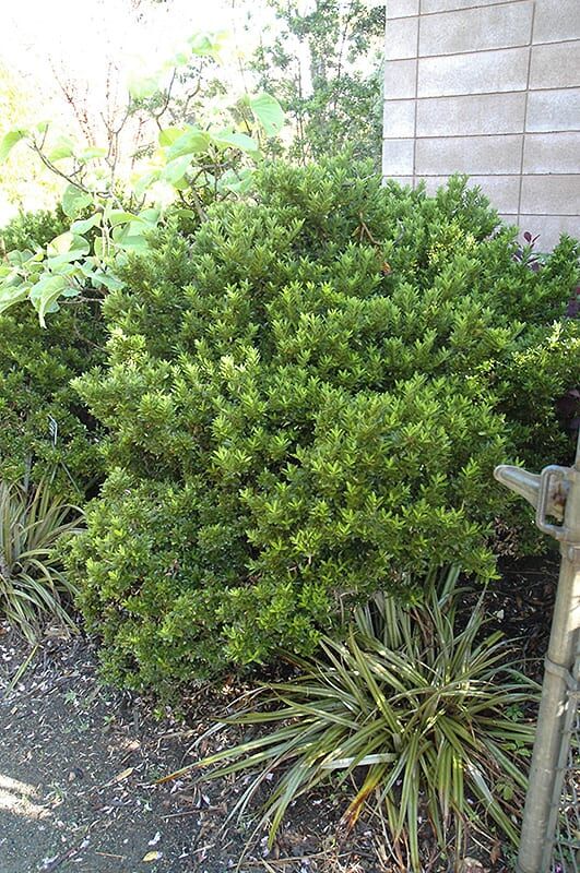 boxleaf euonymus