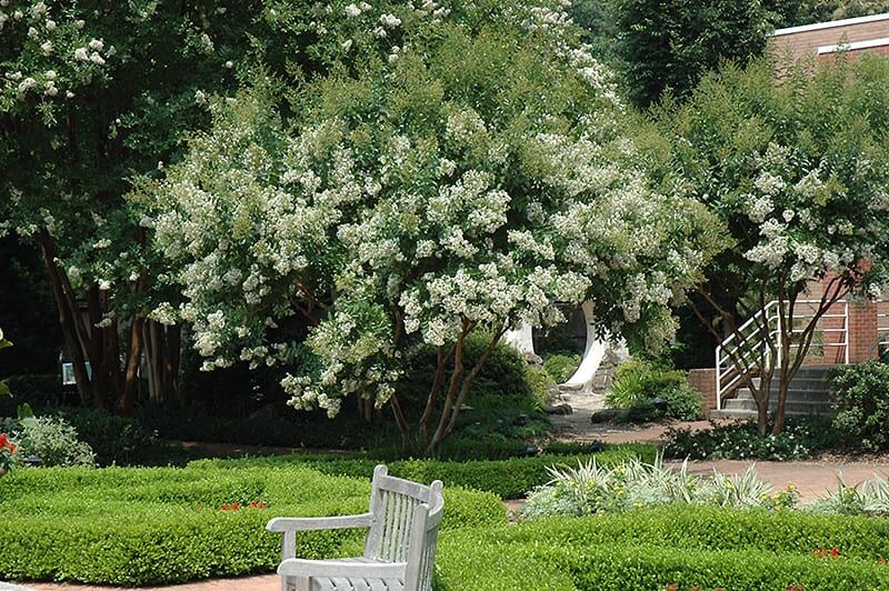 natchez crapemyrtle