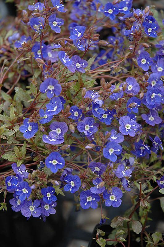 Georgia blue speedwell