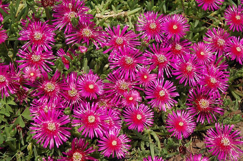 purple ice plant