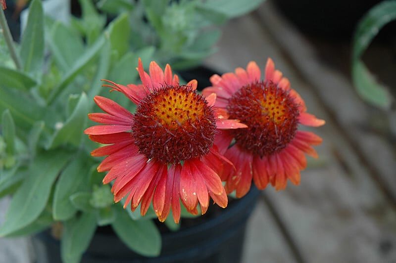 arizona red shades blanket flower