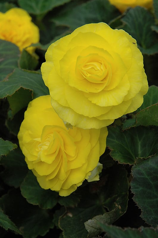 nonstop yellow begonia