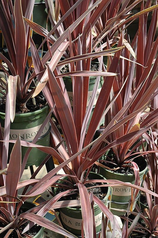 Bauers cordyline