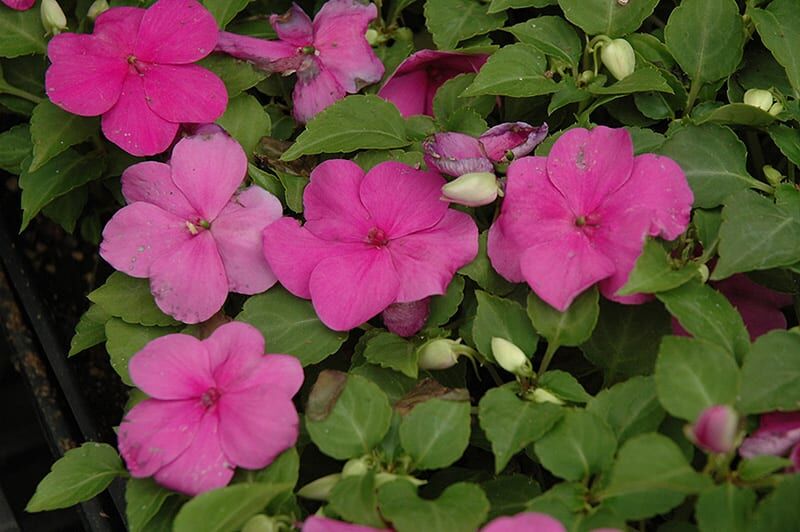 super elfin impatiens lilac