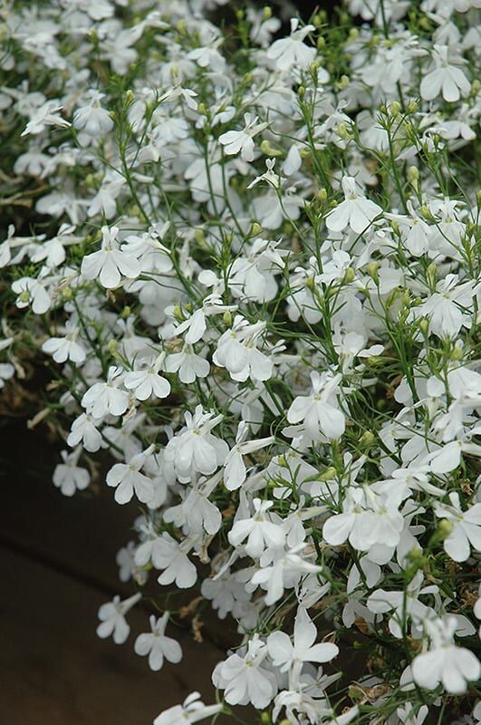 techno heat white lobelia