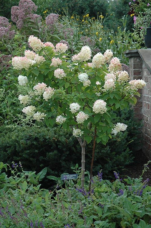 limelight hydrangea