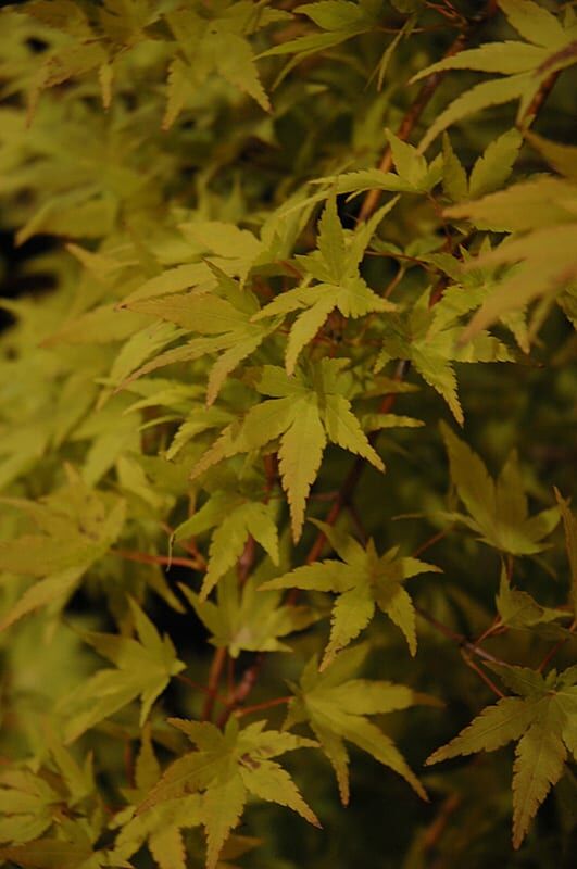 ryusen Japanese maple