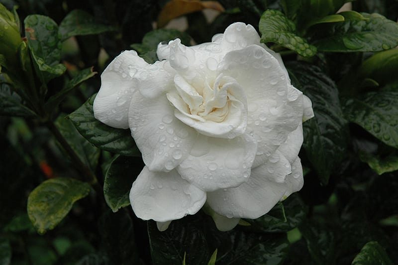 everblooming gardenia