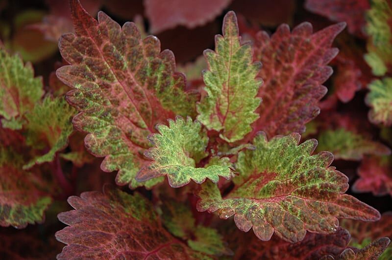 Indian summer coleus