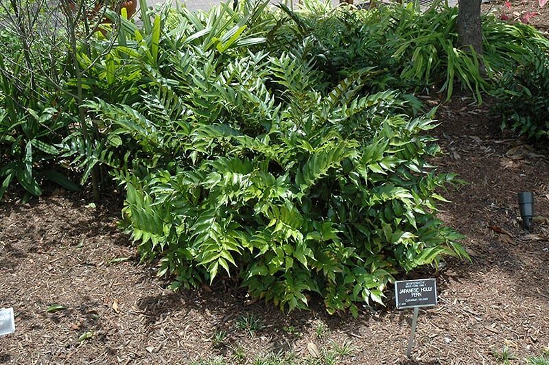 Japanese Holly Fern