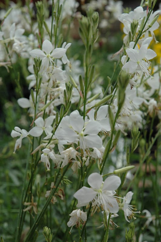 belleza white gaura