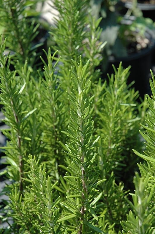 barbeque rosemary