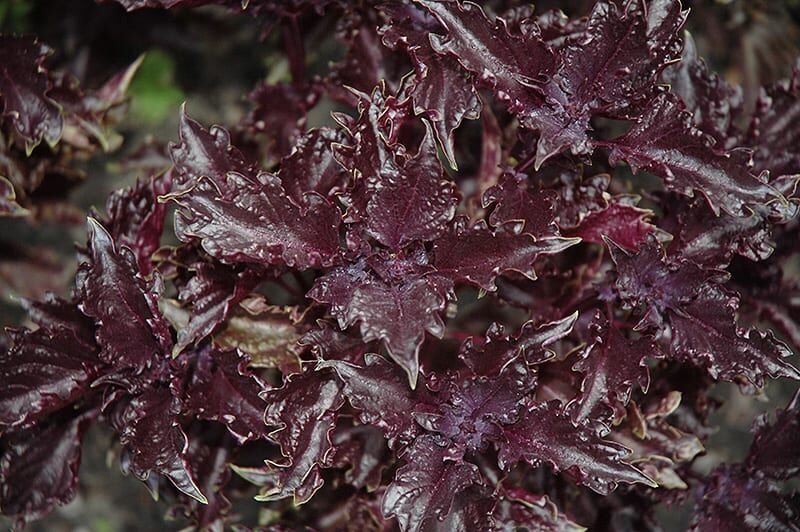 purple ruffles basil