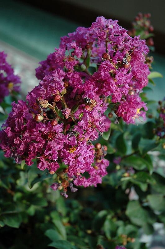 purple magic crapemyrtle