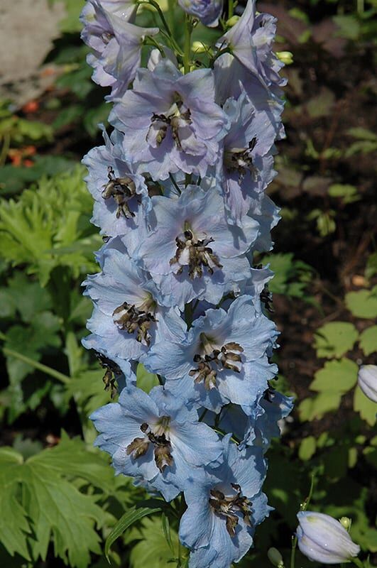 blue mirror delphinium