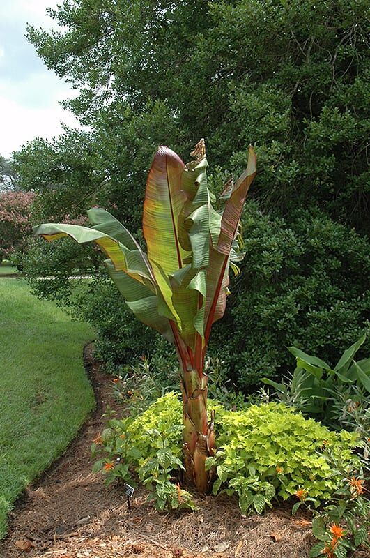 red banana