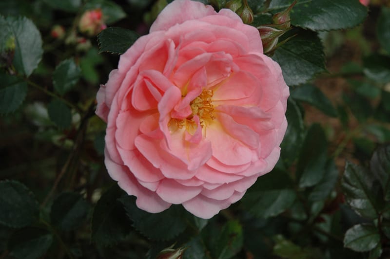 apricot drift rose