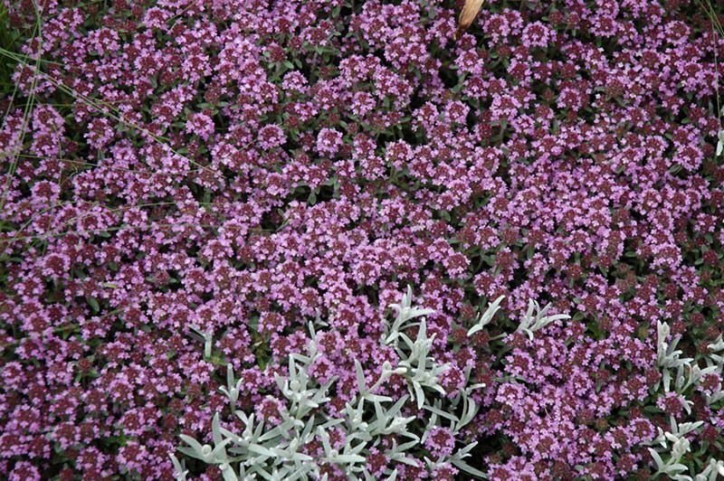 pink chintz creeping thyme