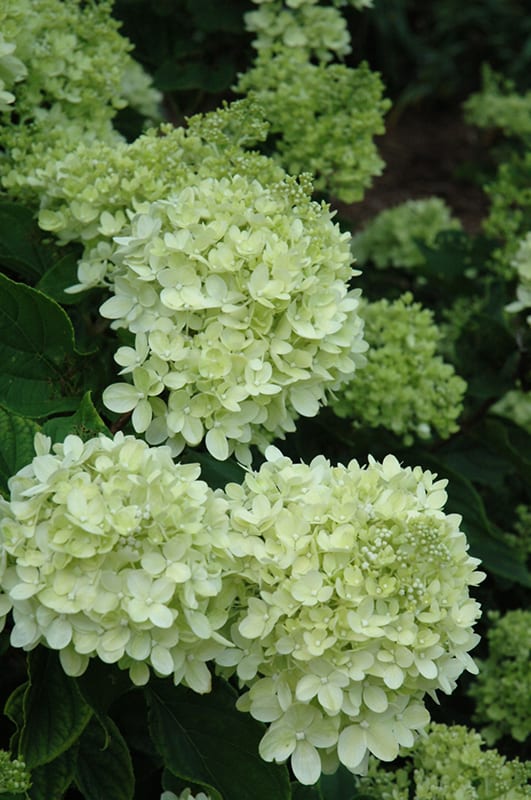 little lime hydrangea