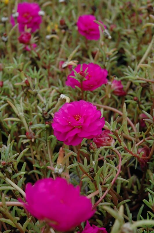 sundial fuchsia purslane