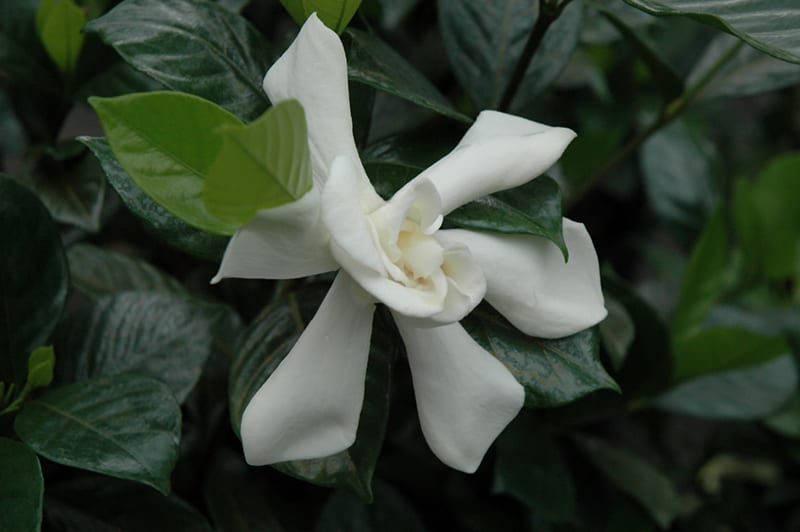 august beauty gardenia