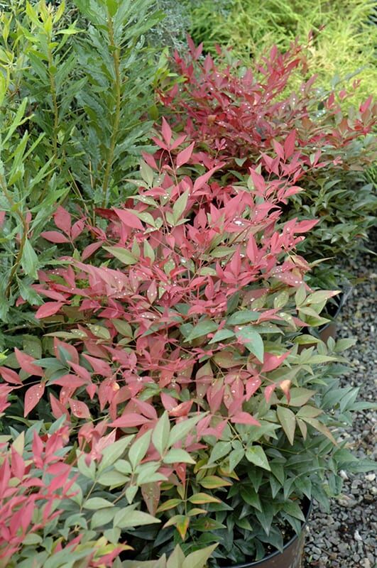 obsession nandina