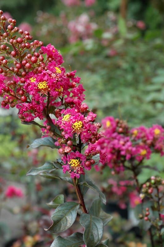 plum magic crapemyrtle