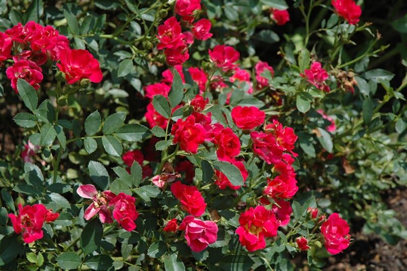 red drift rose