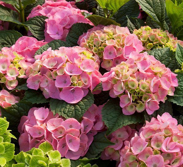 Hydrangeas