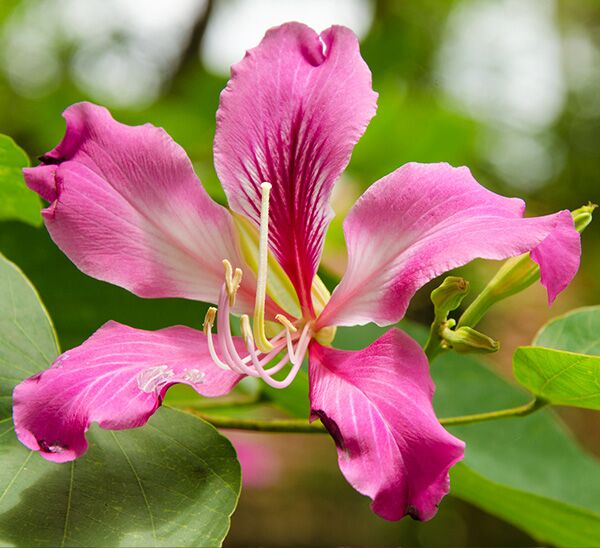 Orchid Tree flower