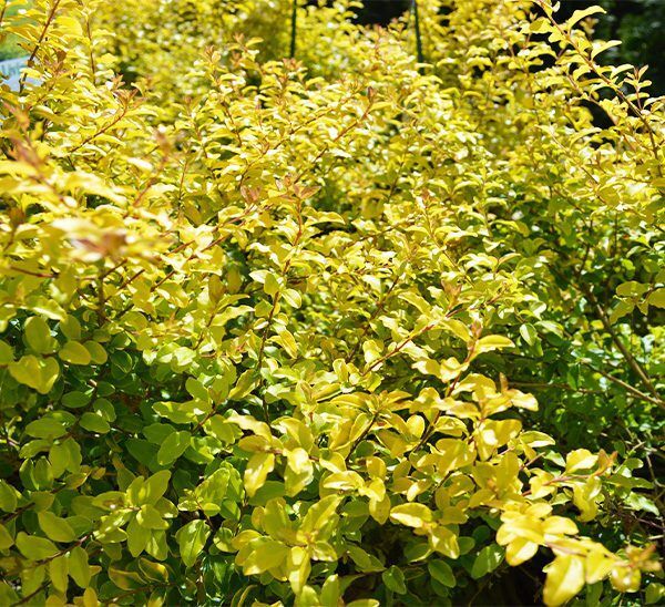 Sunshine Ligustrum Plant