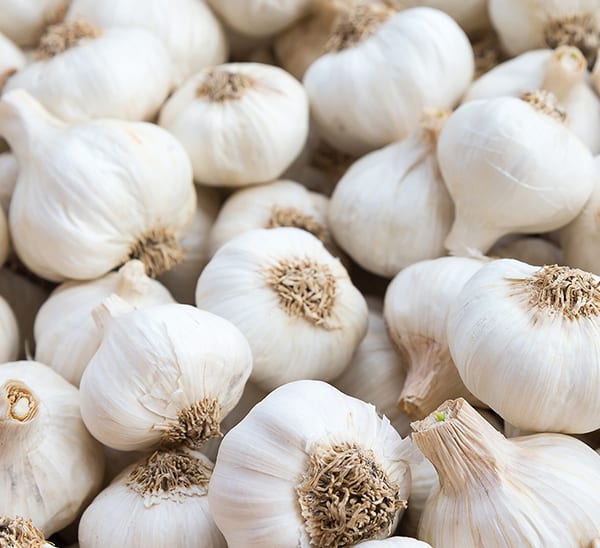 california garlic