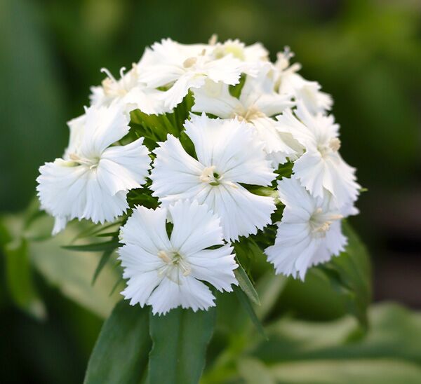 white dash dianthus