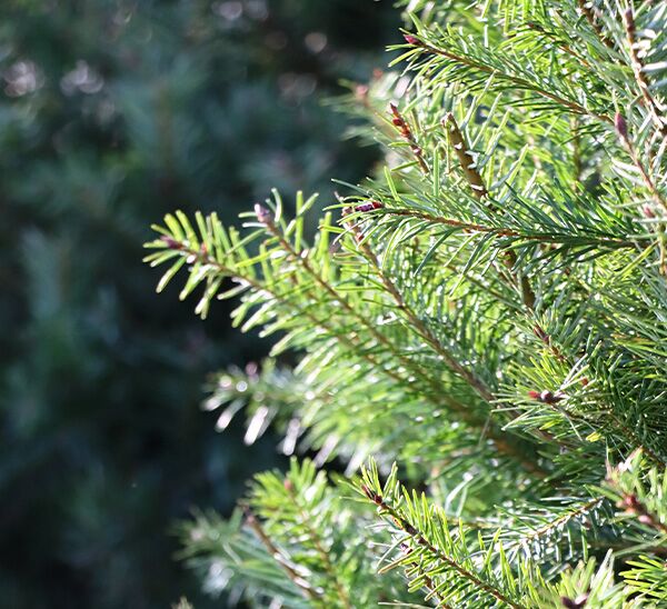 Fresh Cut Douglas Fir