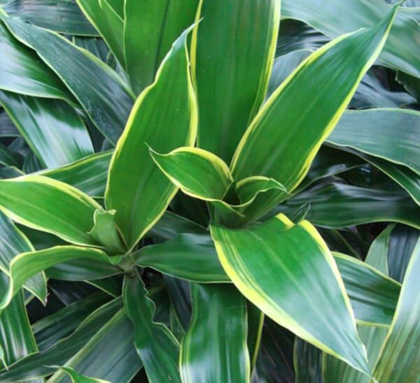 dracaena art bush indoor plant