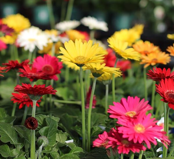 gerbera daisy mix