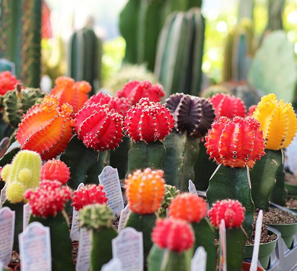 grafted cactus in red, orange, yellow, and purple