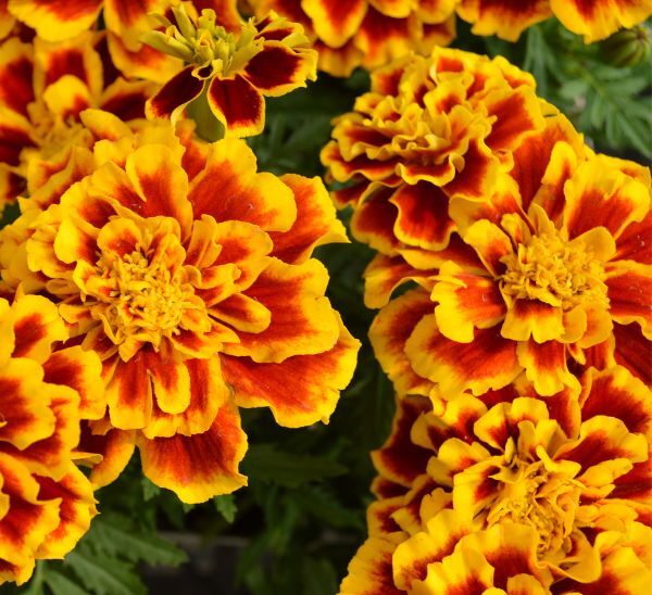 Marigolds