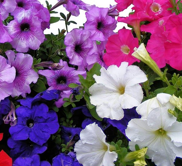 Petunia Plant