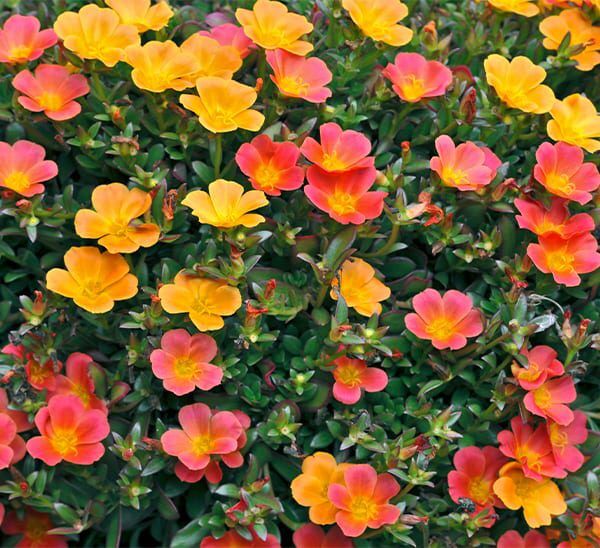 Purslane (Portulaca Oleracea) Flower Plant | Calloway's Nursery