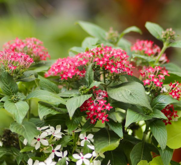 red penta blooms