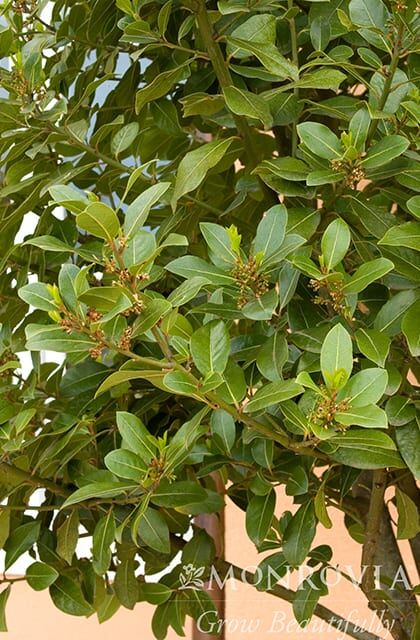 sweet bay laurel monrovia